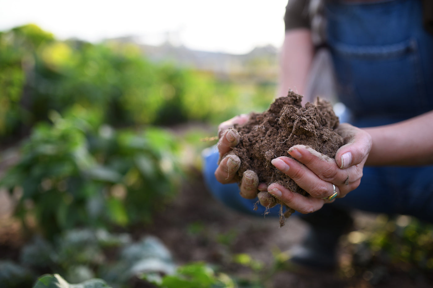 The Gut–Soil Connection: How Soil-Based Probiotics Rebuild Immunity from the Ground Up